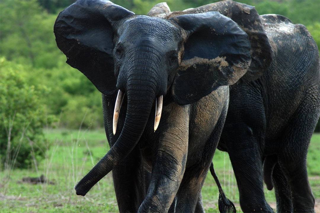 african-elephant-mole-national-park-ghana