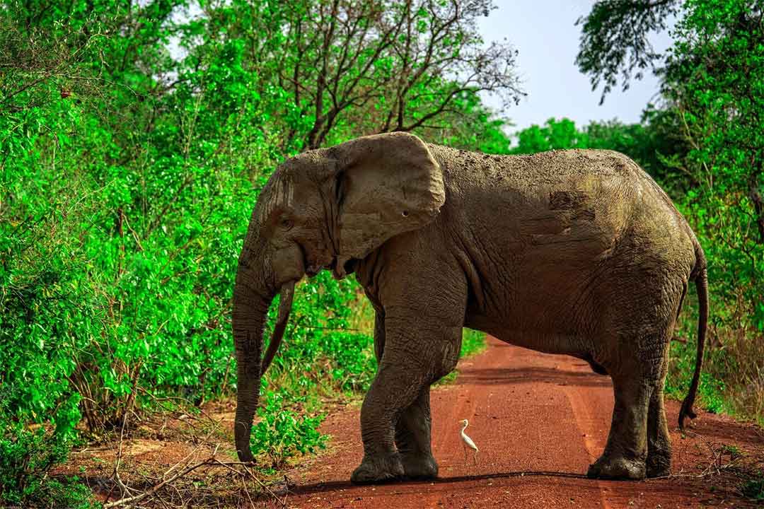 african-elephant-mole-national-park-Ghana