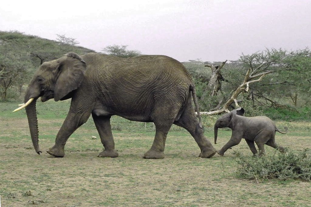 Elephant-Mom-anc-child