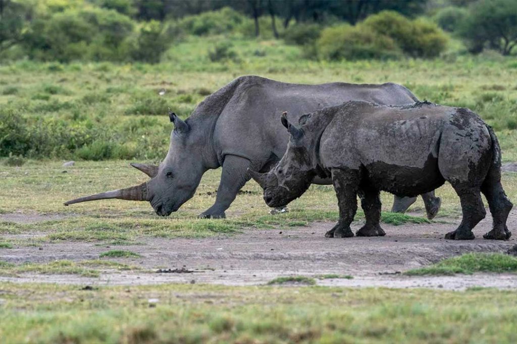 Khama-Rhino-Sactuary